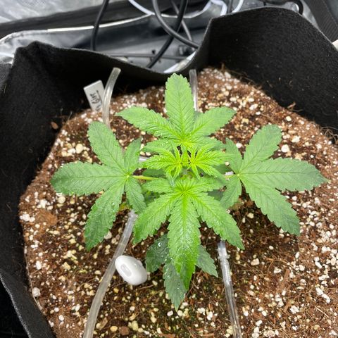 God’s Gift  growlog timeline photo