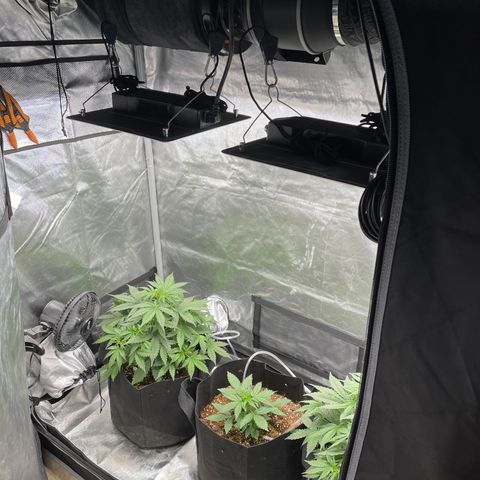 God’s Gift  growlog timeline photo
