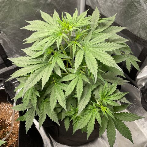 God’s Gift  growlog timeline photo