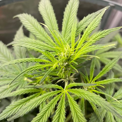 God’s Gift  growlog timeline photo