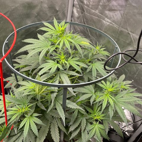 God’s Gift  growlog timeline photo