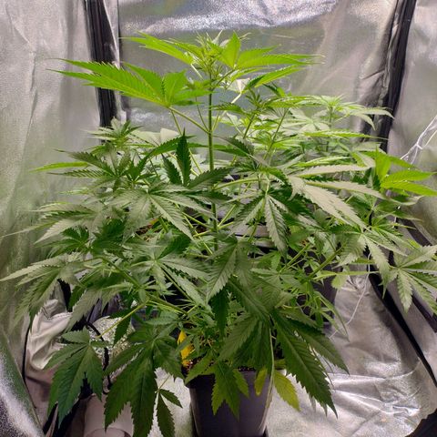 Sugar Black Rose Early Version 1 growlog timeline photo