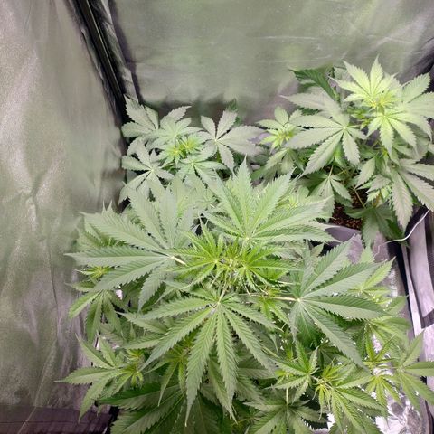 Sugar Black Rose Early Version 1 growlog timeline photo