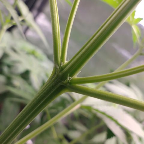 Sugar Black Rose Early Version 1 growlog timeline photo