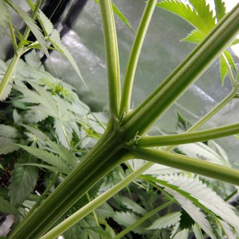 Sugar Black Rose Early Version 1 growlog timeline photo