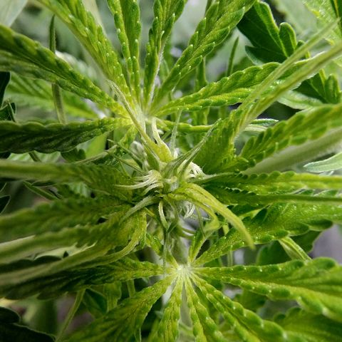 Sugar Black Rose Early Version 1 growlog timeline photo
