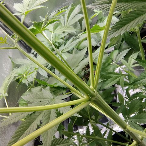 Sugar Black Rose Early Version 1 growlog timeline photo