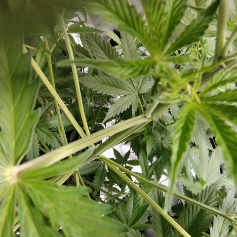 Sugar Black Rose Early Version 1 growlog timeline photo