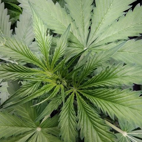 Sugar Black Rose Early Version 1 growlog timeline photo