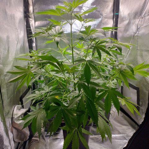 Sugar Black Rose Early Version 1 growlog timeline photo