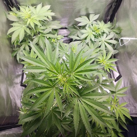 Sugar Black Rose Early Version 1 growlog timeline photo