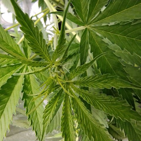 Sugar Black Rose Early Version 1 growlog timeline photo