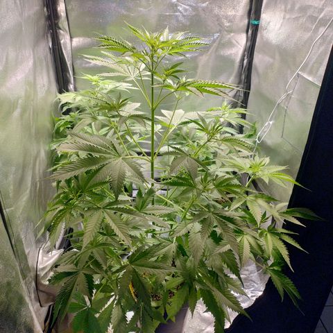 Sugar Black Rose Early Version 1 growlog timeline photo