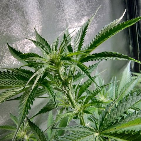 Sugar Black Rose Early Version 1 growlog timeline photo