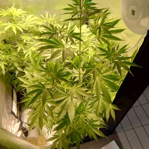 Sugar Black Rose Early Version 1 growlog timeline photo