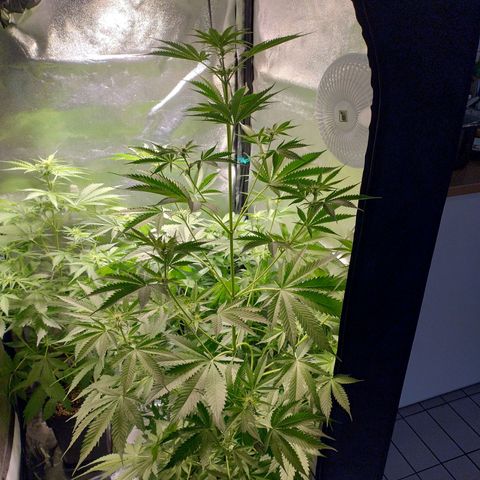 Sugar Black Rose Early Version 1 growlog timeline photo