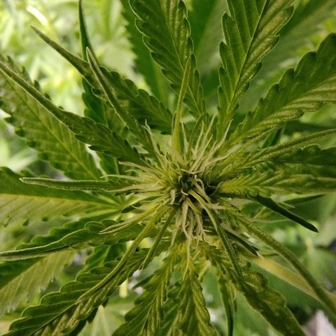 Sugar Black Rose Early Version 1 growlog timeline photo