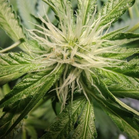 Sugar Black Rose Early Version 1 growlog timeline photo