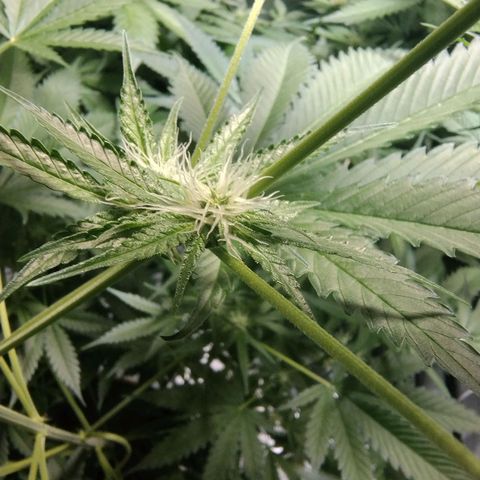 Sugar Black Rose Early Version 1 growlog timeline photo