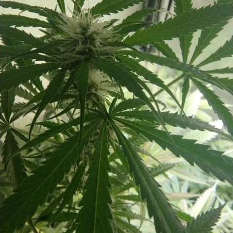 Sugar Black Rose Early Version 1 growlog timeline photo