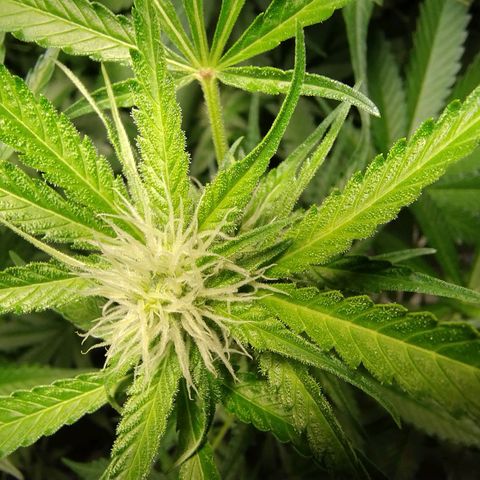 Sugar Black Rose Early Version 1 growlog timeline photo