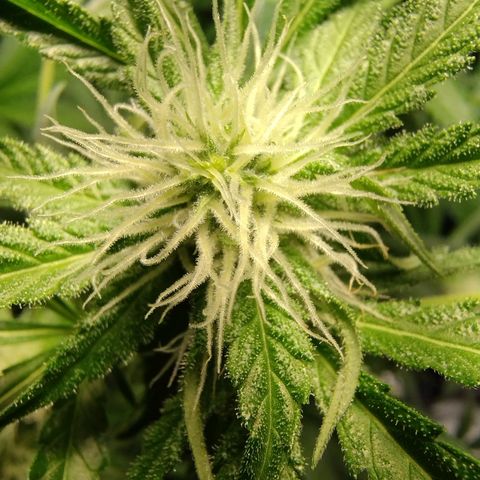 Sugar Black Rose Early Version 1 growlog timeline photo