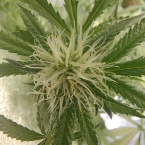 Sugar Black Rose Early Version 1 growlog timeline photo