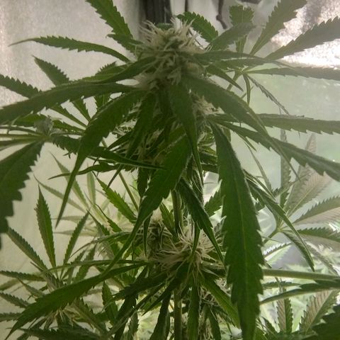 Sugar Black Rose Early Version 1 growlog timeline photo