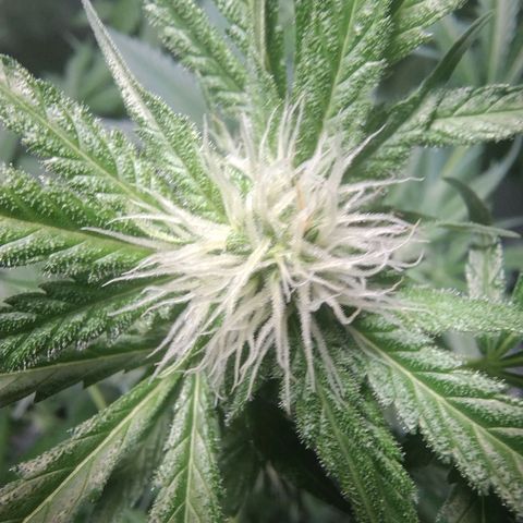 Sugar Black Rose Early Version 1 growlog timeline photo