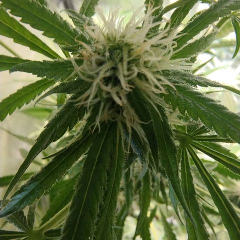 Sugar Black Rose Early Version 1 growlog timeline photo