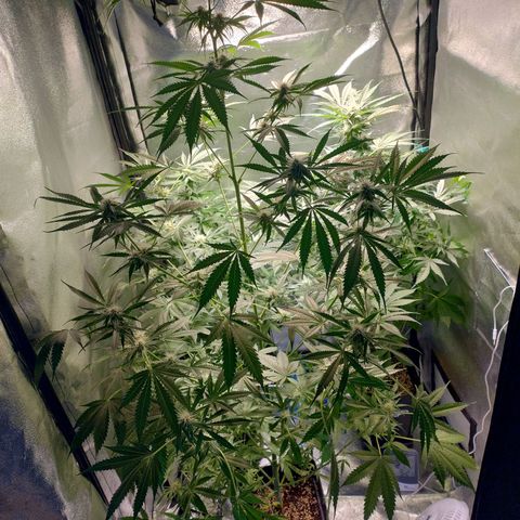 Sugar Black Rose Early Version 1 growlog timeline photo