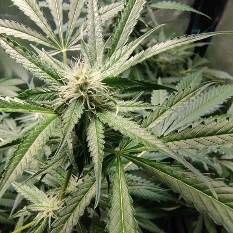 Sugar Black Rose Early Version 1 growlog timeline photo