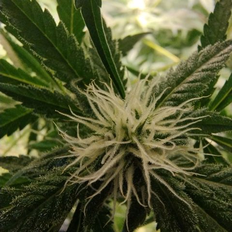 Sugar Black Rose Early Version 1 growlog timeline photo