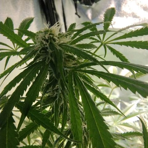 Sugar Black Rose Early Version 1 growlog timeline photo