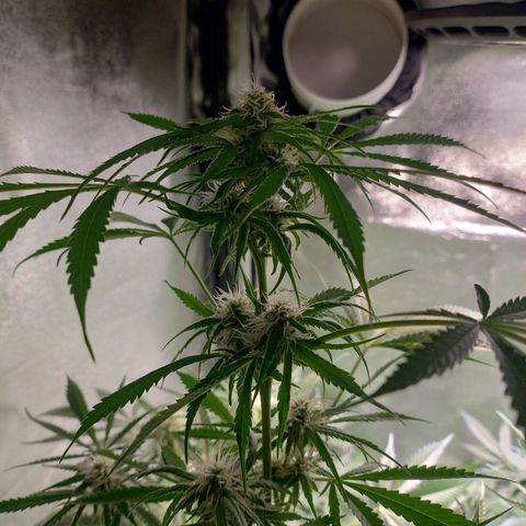 Sugar Black Rose Early Version 1 growlog timeline photo