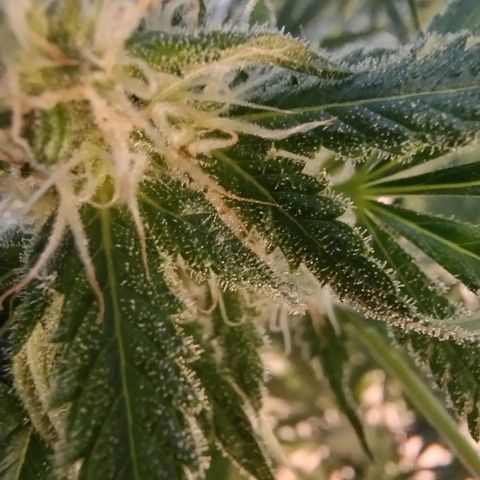 Sugar Black Rose Early Version 1 growlog timeline photo