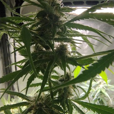 Sugar Black Rose Early Version 1 growlog timeline photo