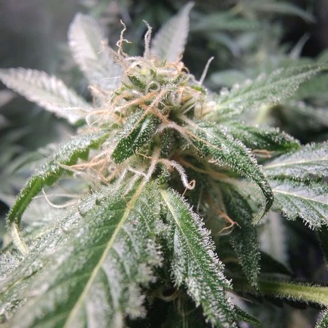 Sugar Black Rose Early Version 1 growlog timeline photo