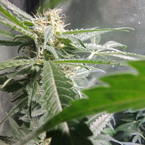Sugar Black Rose Early Version 1 growlog timeline photo