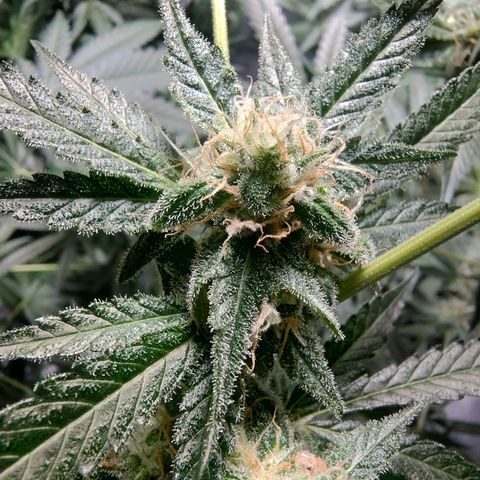Sugar Black Rose Early Version 1 growlog timeline photo