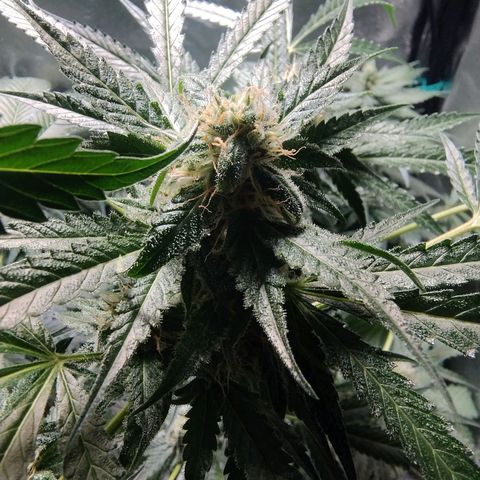 Sugar Black Rose Early Version 1 growlog timeline photo