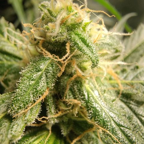 Sugar Black Rose Early Version 1 growlog timeline photo
