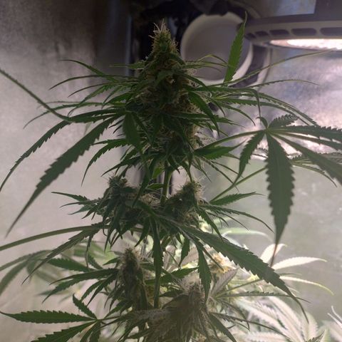 Sugar Black Rose Early Version 1 growlog timeline photo
