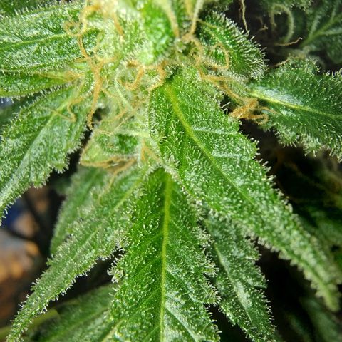Sugar Black Rose Early Version 1 growlog timeline photo