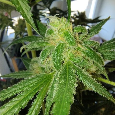 Sugar Black Rose Early Version 1 growlog timeline photo