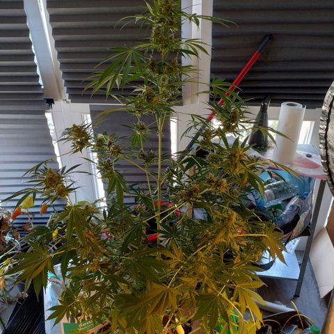 Sugar Black Rose Early Version 1 growlog timeline photo