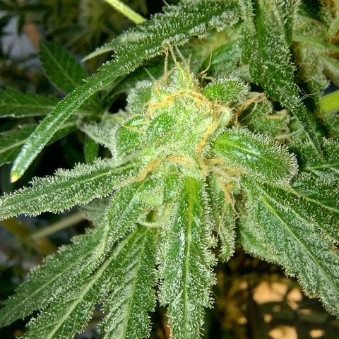 Sugar Black Rose Early Version 1 growlog timeline photo