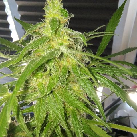 Sugar Black Rose Early Version 1 growlog timeline photo