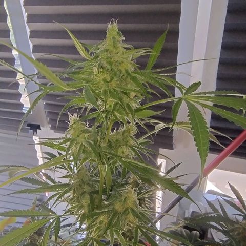 Sugar Black Rose Early Version 1 growlog timeline photo