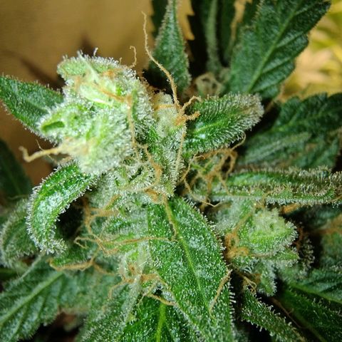 Sugar Black Rose Early Version 1 growlog timeline photo